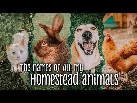 Introducing all my Homestead Animals by NAME - Dogs, kitten, chickens, quail, & rabbits (Copy)
