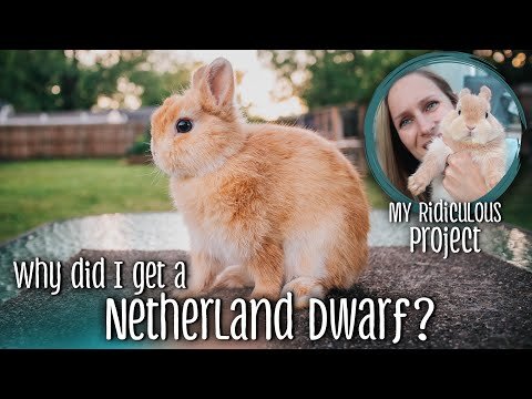 Why did I get a Netherland Dwarf?? - My ridiculous rabbit project (Copy)