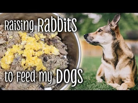 Raising RABBITS to feed my DOGS - NRC Balanced dog food - Feeding dogs naturally (Copy)