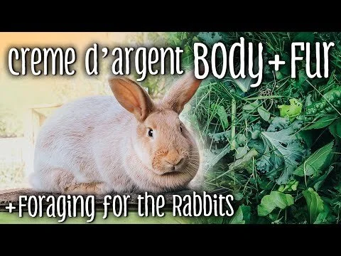 Creme D'Argent Body and Fur + FORAGING for the Rabbits (Copy)