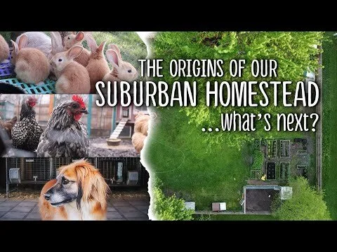 Our Suburban Homestead Origins - Rabbits, chickens, gardening, quail - WHAT'S NEXT? (Copy)