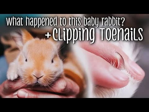 Clipping Rabbit Toenails + What happened to this baby rabbit? (Copy)