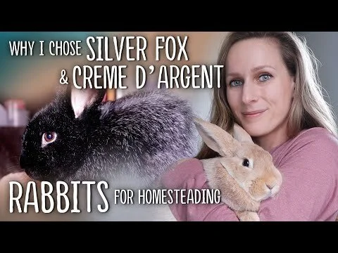 Why I chose SILVER FOX and CREME d'ARGENT Rabbits for Homesteading (Copy)