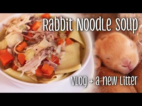 Rabbit noodle soup, a failed breeding, & a new litter (Copy)