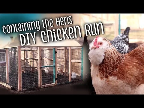 The CHICKENS were destroying my yard - so I built a RUN! (Copy)