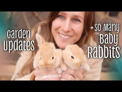 Garden updates & baby Creme d'Argents | VLOG (Copy)