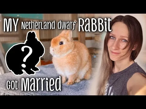 My Netherland Dwarf rabbit got married 😅 | Homesteading with Rabbits (Copy)