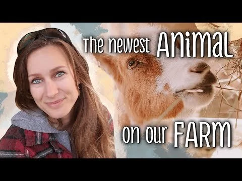 The newest ANIMAL on our FARM! - I've wanted this for so long (Copy)