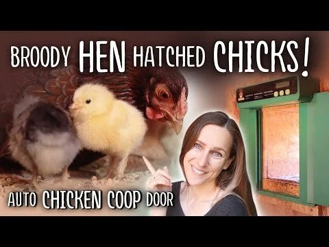 Broody HEN Hatched CHICKS 🐣 & BUCKETS of BUNNIES, Auto Chicken Coop Door (Copy)