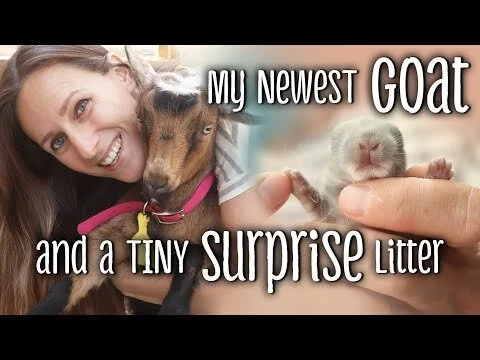 My newest GOAT and a TINY surprise rabbit litter! (Copy)