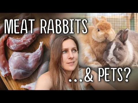 I do this because I love them... The separation between PET and MEAT (Copy)