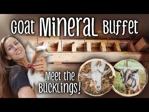 Goat Mineral Buffet + Meet the Bucklings! (we have 6 goats now 😅) (Copy)