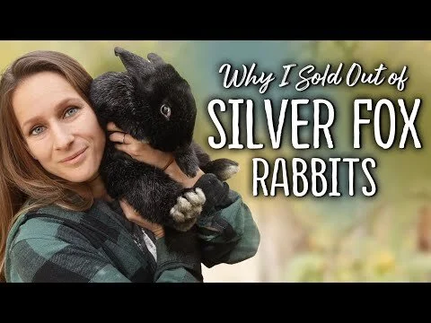 Why I don't raise Silver Fox Rabbits anymore... (Homestead Meat Rabbits) (Copy)