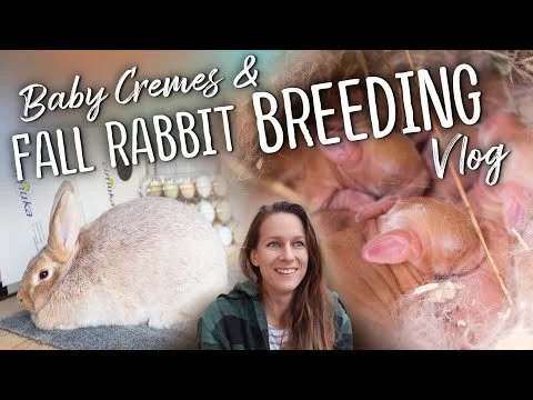 Baby Cremes & Fall Rabbit Breeding VLOG - Creme d'Argent Rabbits (Copy)