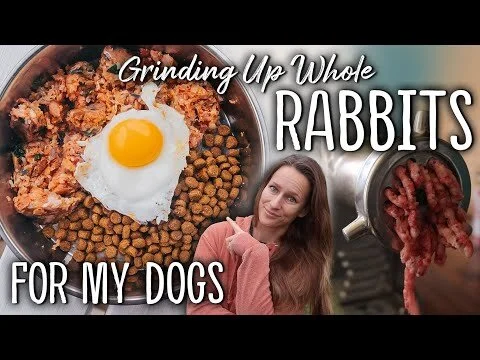 Grinding WHOLE RABBITS for Raw Dog Food 🥩🐕 ...and checking baby bunnies! (Copy)