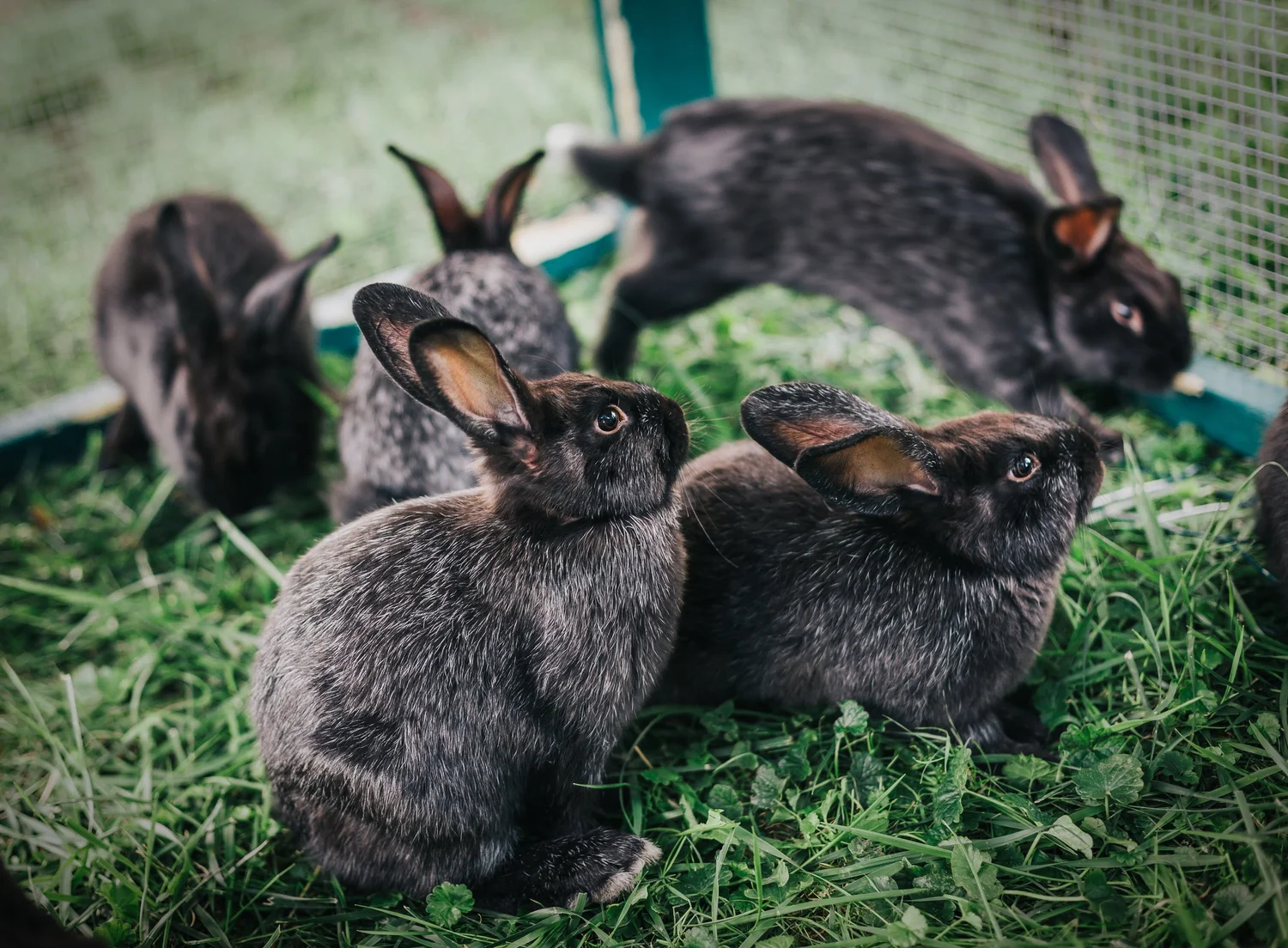 Rabbit Gestation Date — Teal Stone Homestead