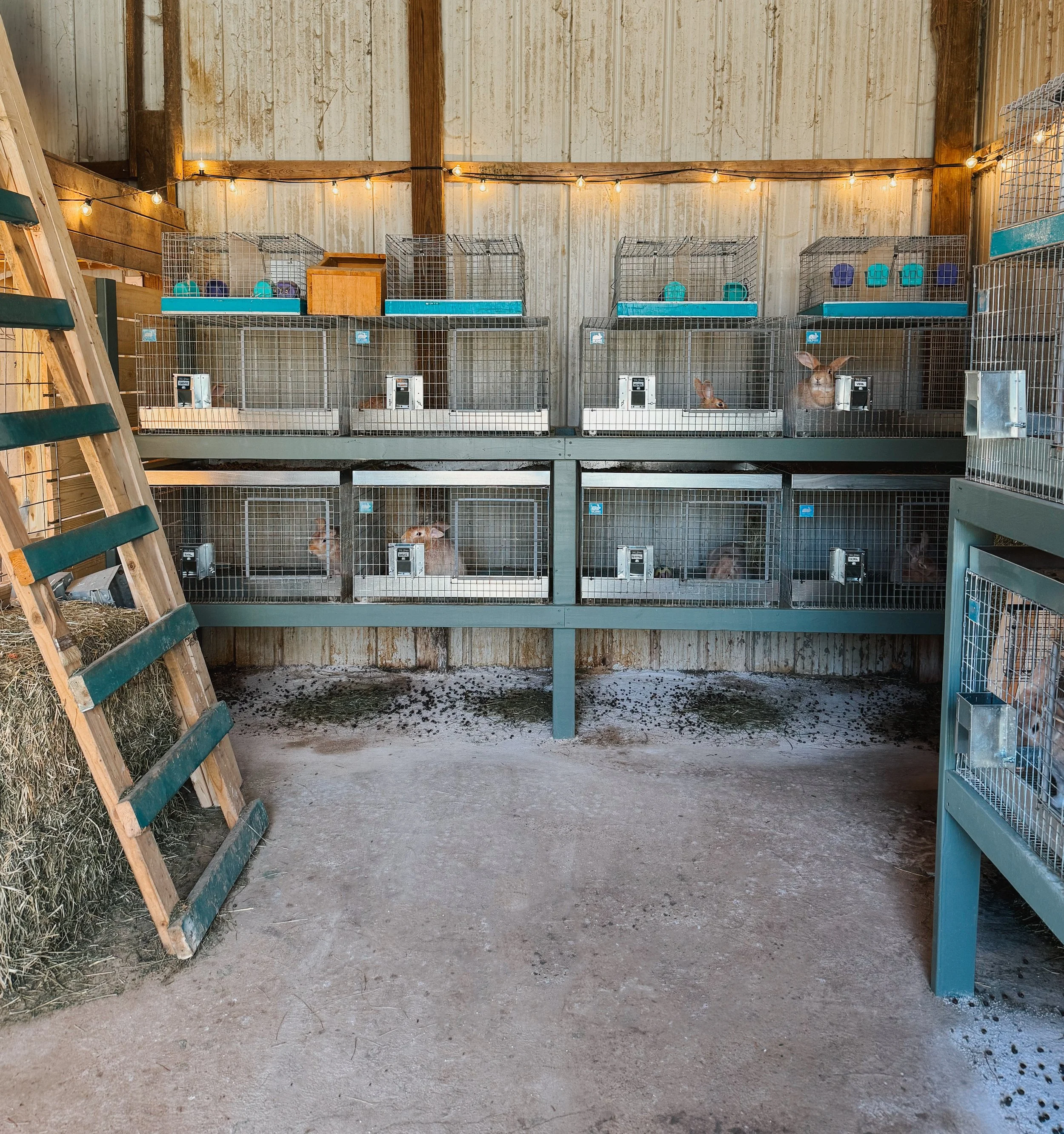 Terrace Rabbit Rabbits — Teal Stone Homestead
