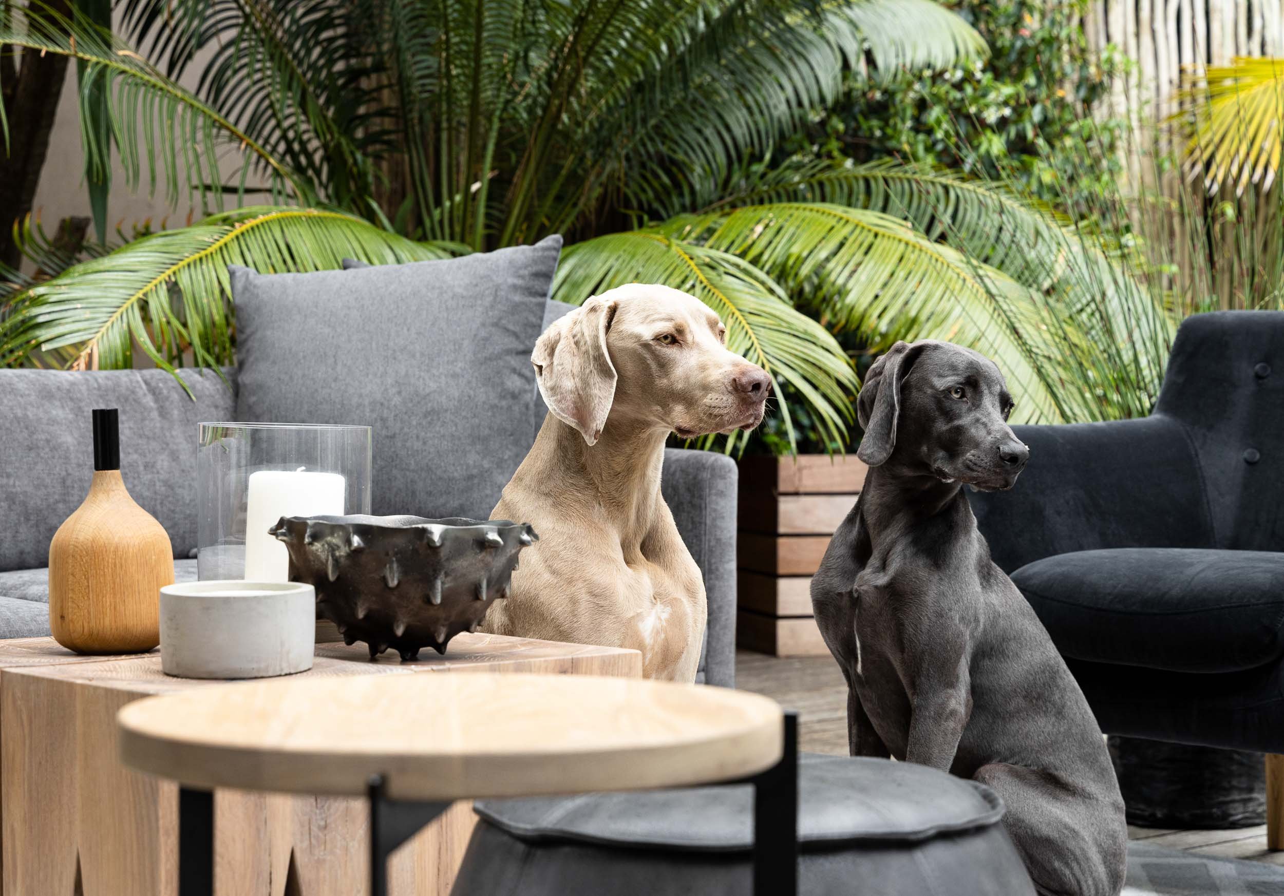 Patio with two dogs.jpg
