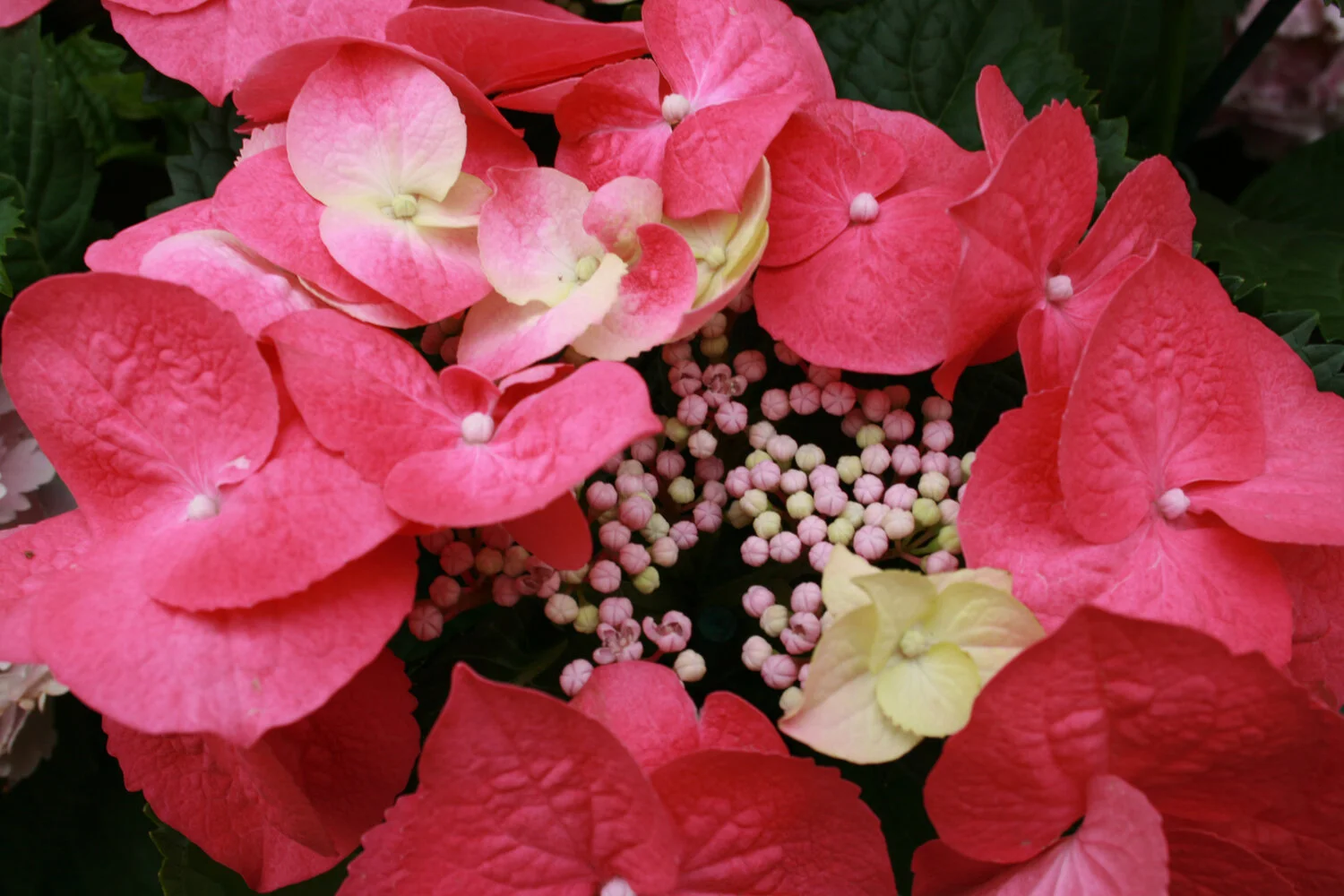Pink Hydrangea.jpg