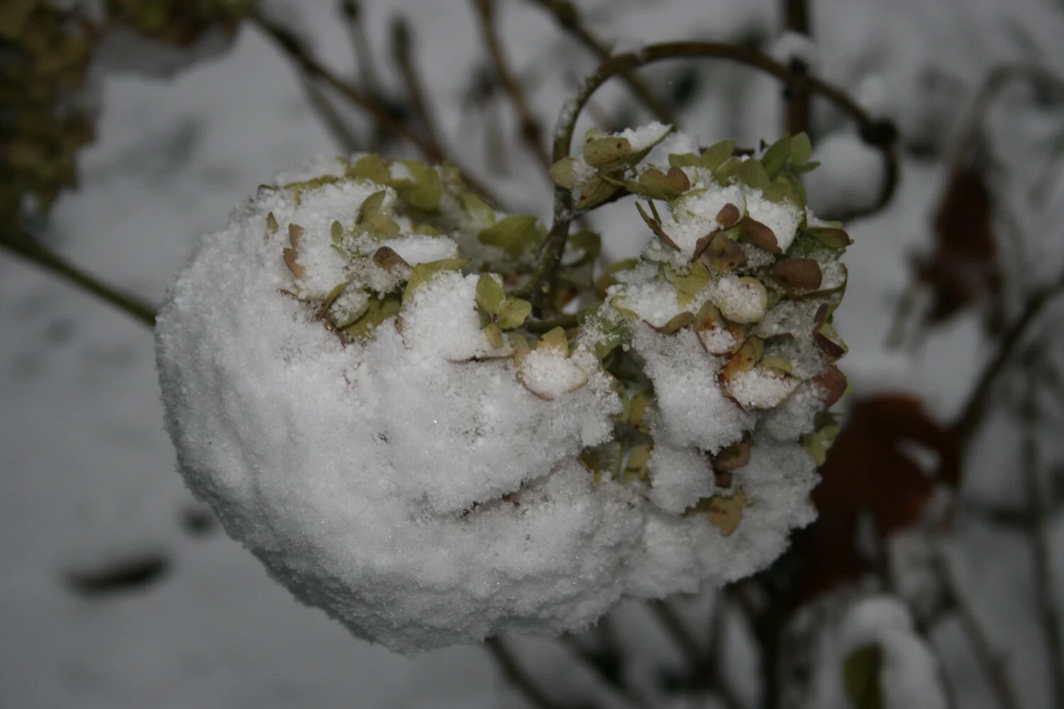 10-10-2020   Snow Day - Not