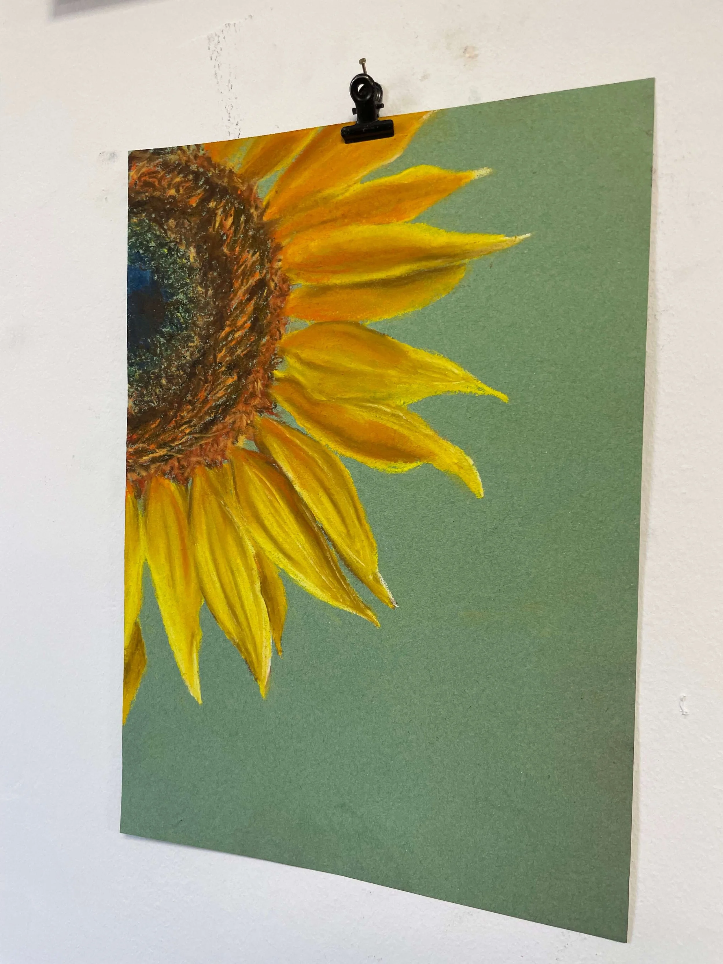 chalk pastel challenge 47 sunflower kayleigh mccallum 2.jpeg