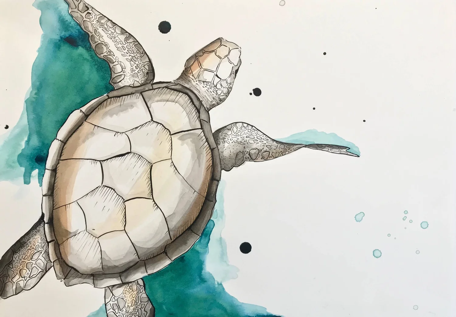 Green Sea Turtle Shell Drawing