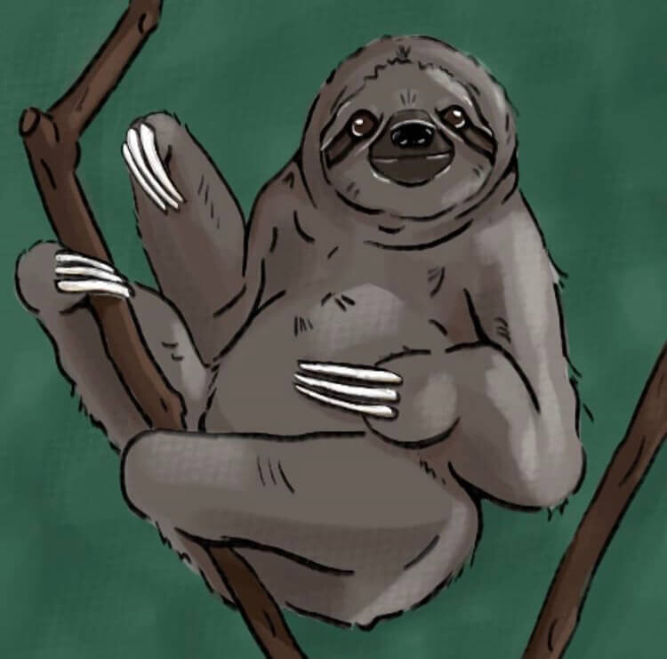 sloth_illustration_kayleigh_mccallum.jpeg