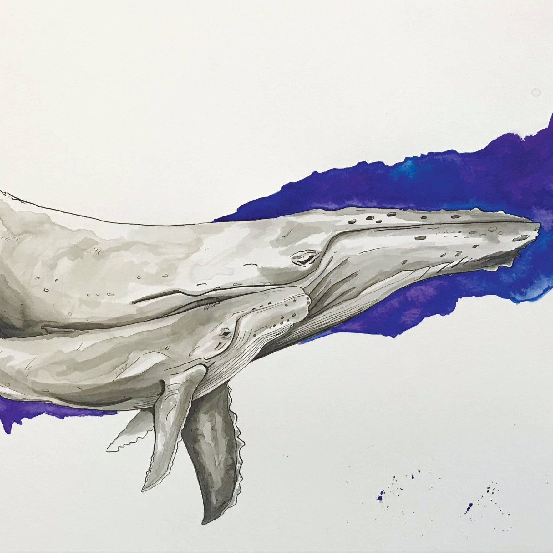 humpback_whale_art_print_kayleigh_mccallum.jpg