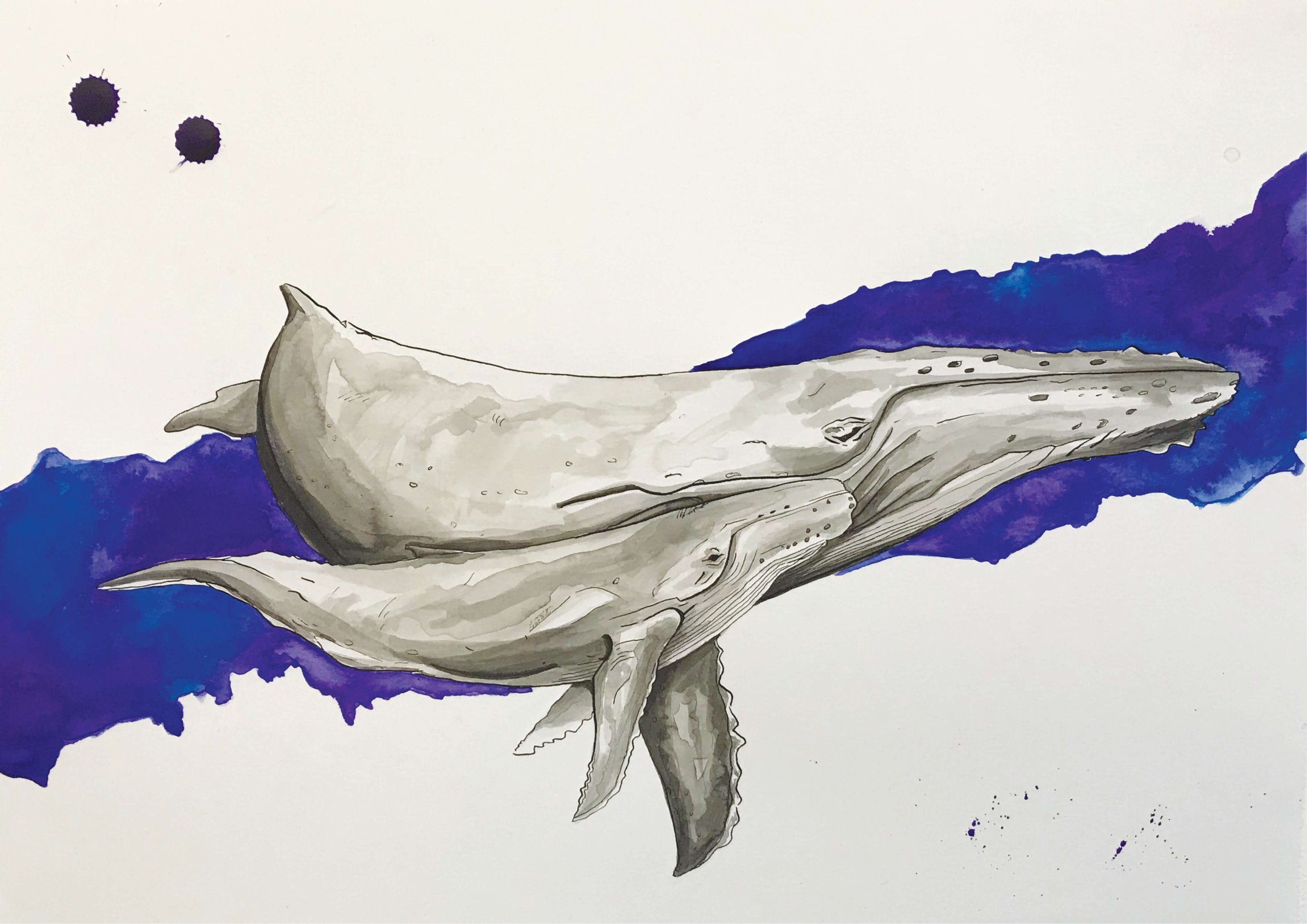 humpback_whale_art_print_kayleigh_mccallum.JPG