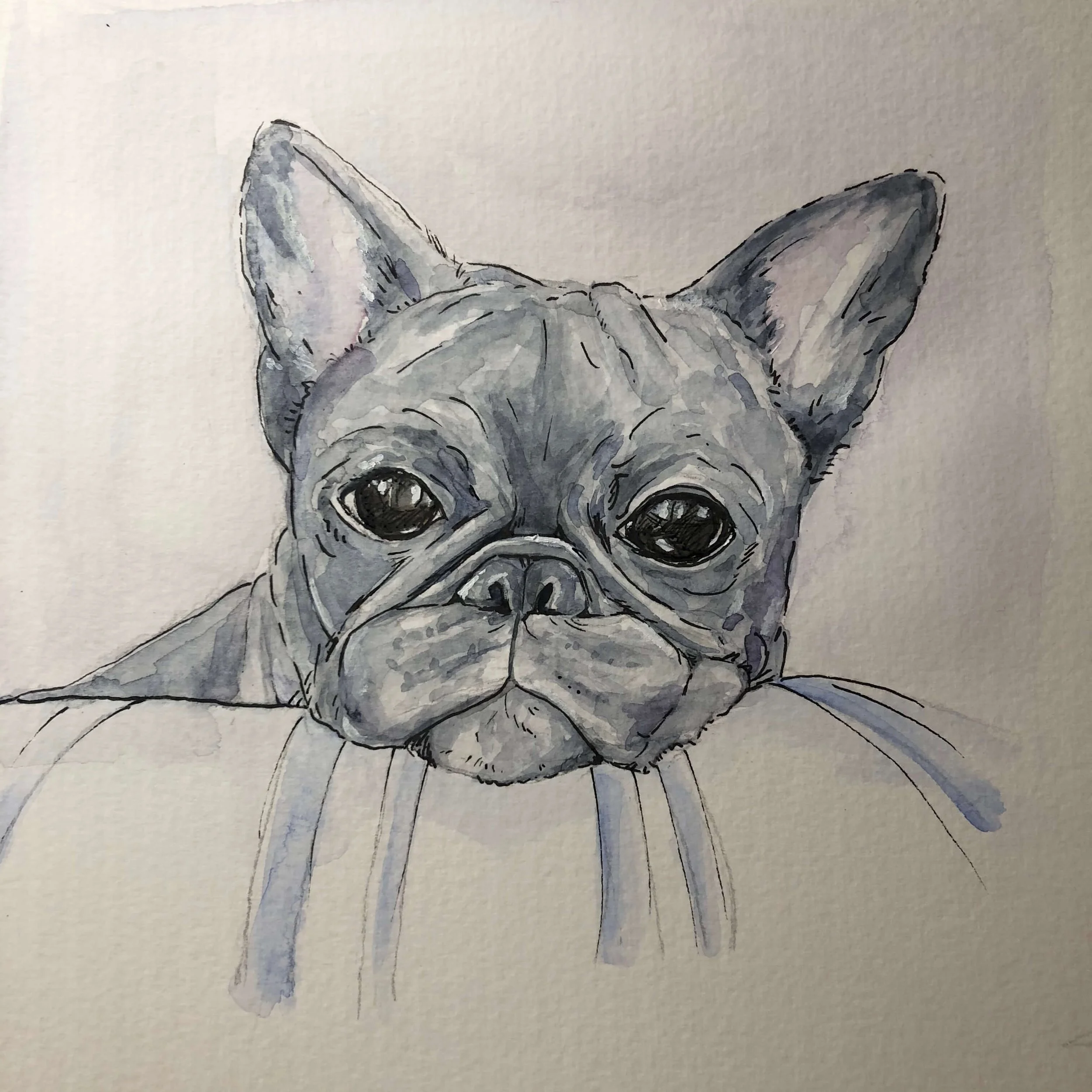 kayleigh mccallum pet portrait 4.jpeg