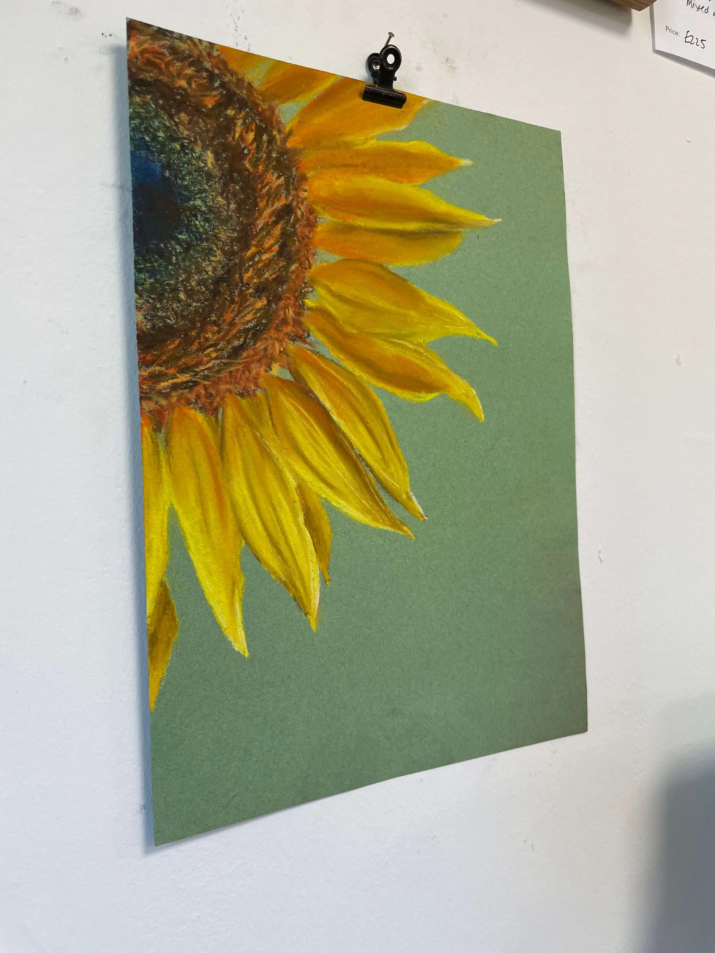 chalk pastel challenge 47 sunflower kayleigh mccallum 3.jpeg