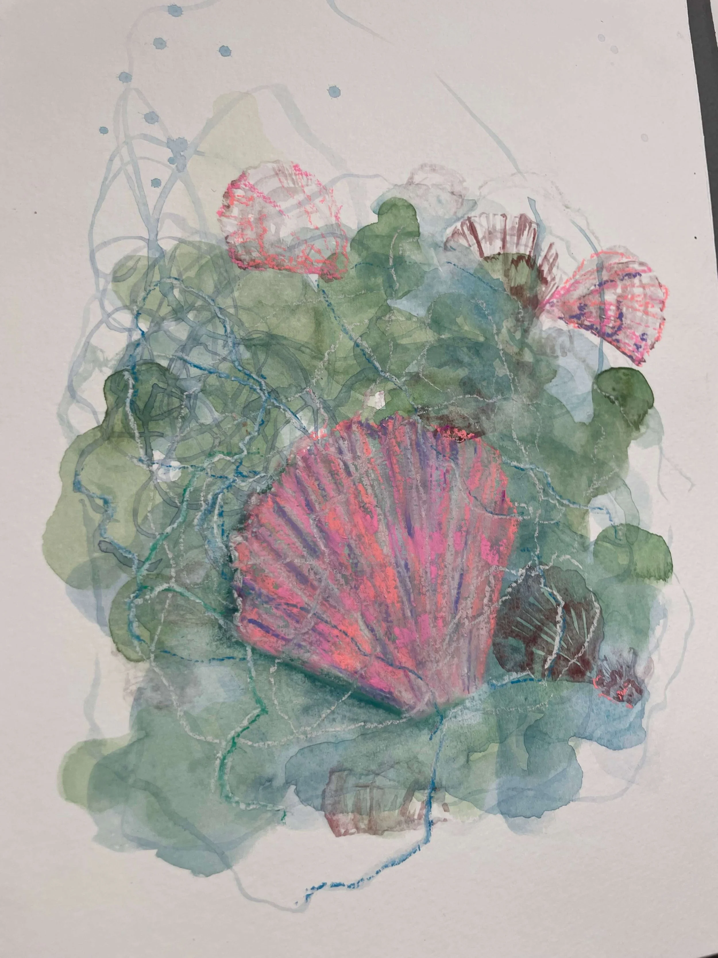 SS 4 seashell kayleigh mccallum 4.jpeg