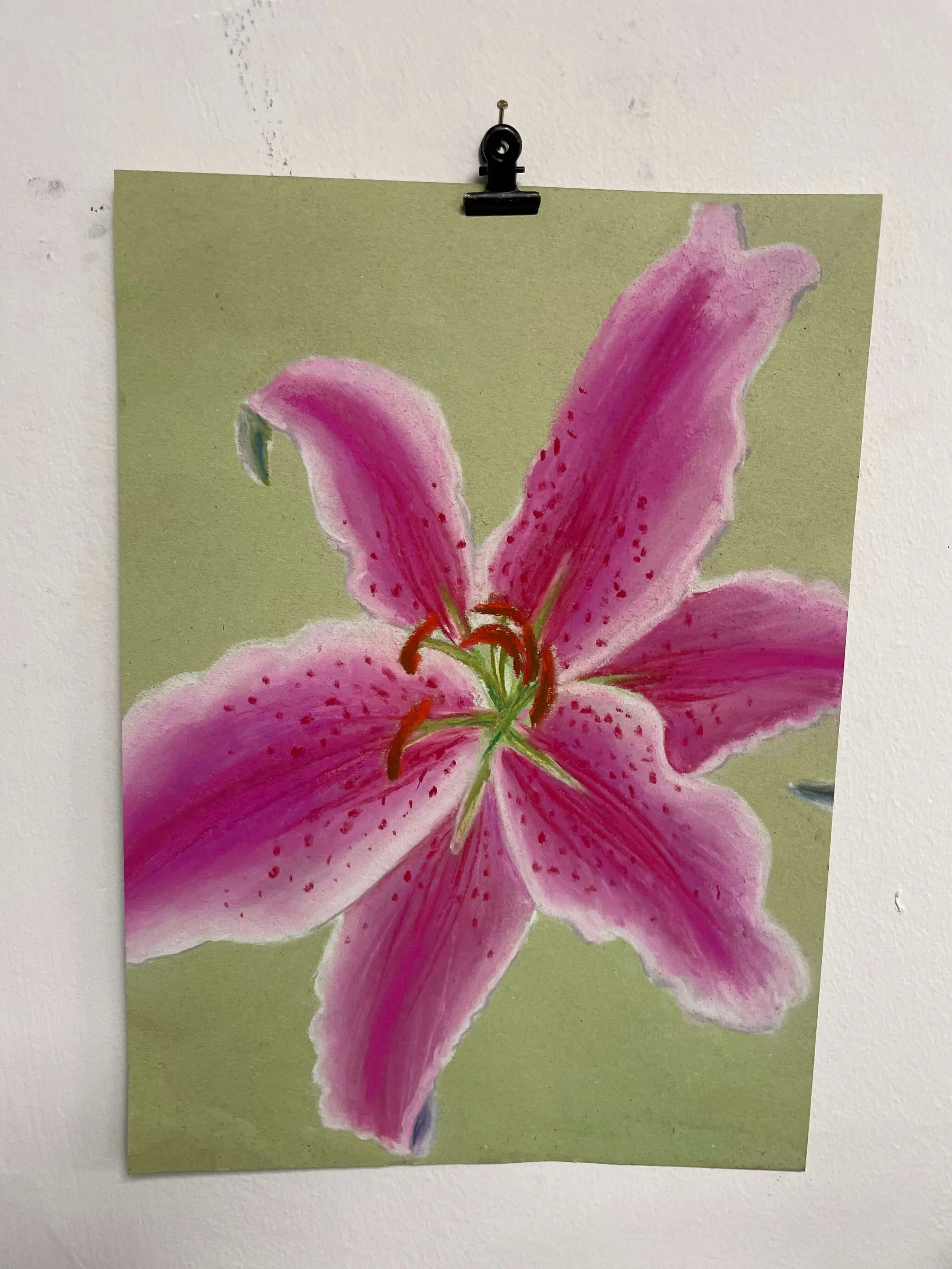 chalk pastel challenge 39 lily kayleigh mccallum 1.jpeg