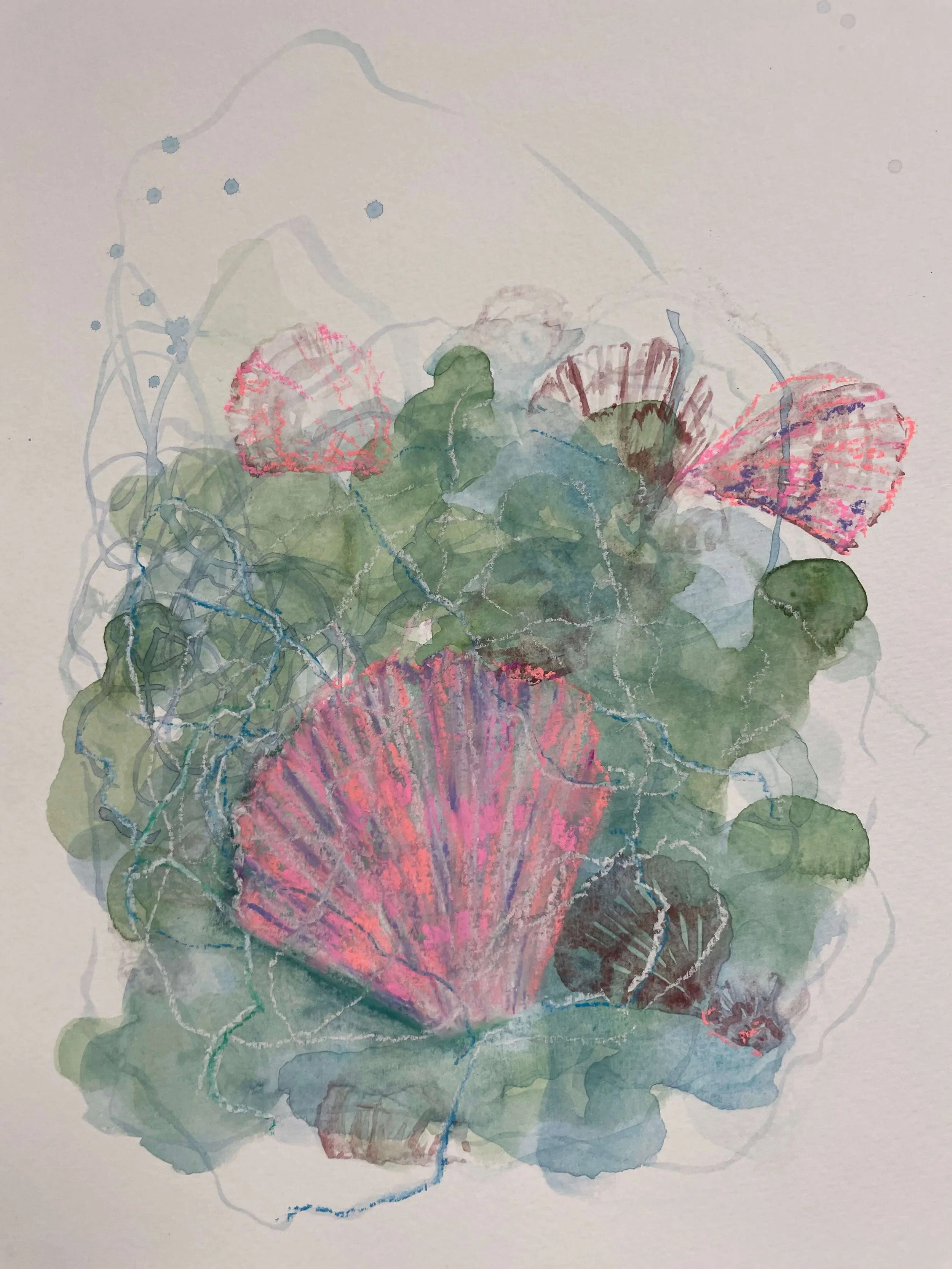 SS 4 seashell kayleigh mccallum 2.jpeg