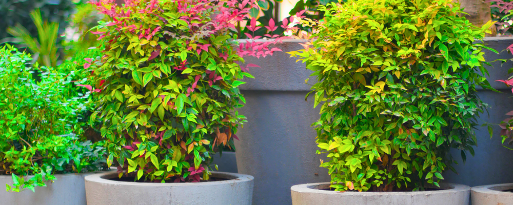 The Winter Glow-Up: Why Your Patio Needs “Lemon-Lime” Nandina