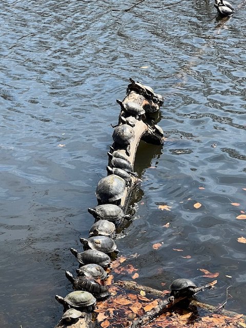 Turtles, Sunbeams, and the Magic of Spring: Is Your Sanctuary Ready?