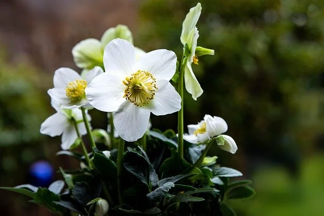 Hellebore