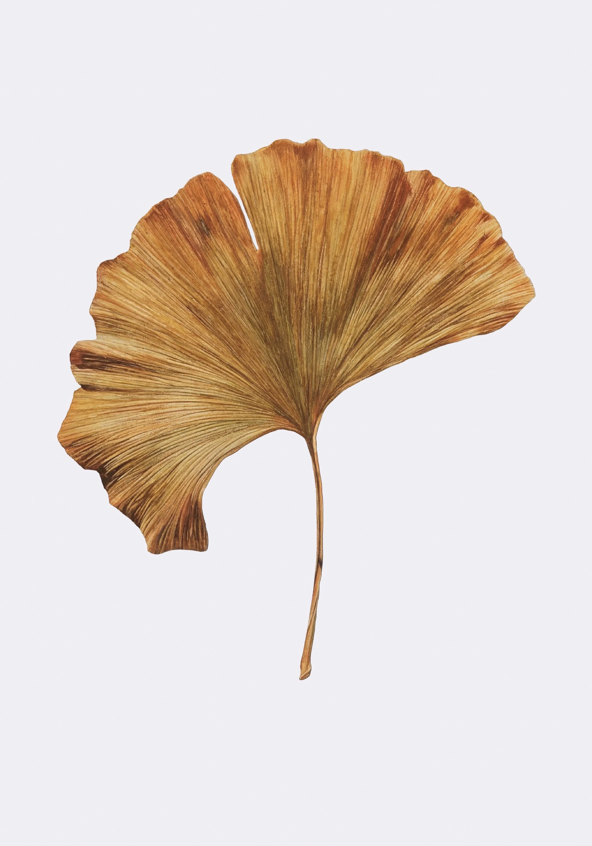 GINKO_1 Kopie.jpg