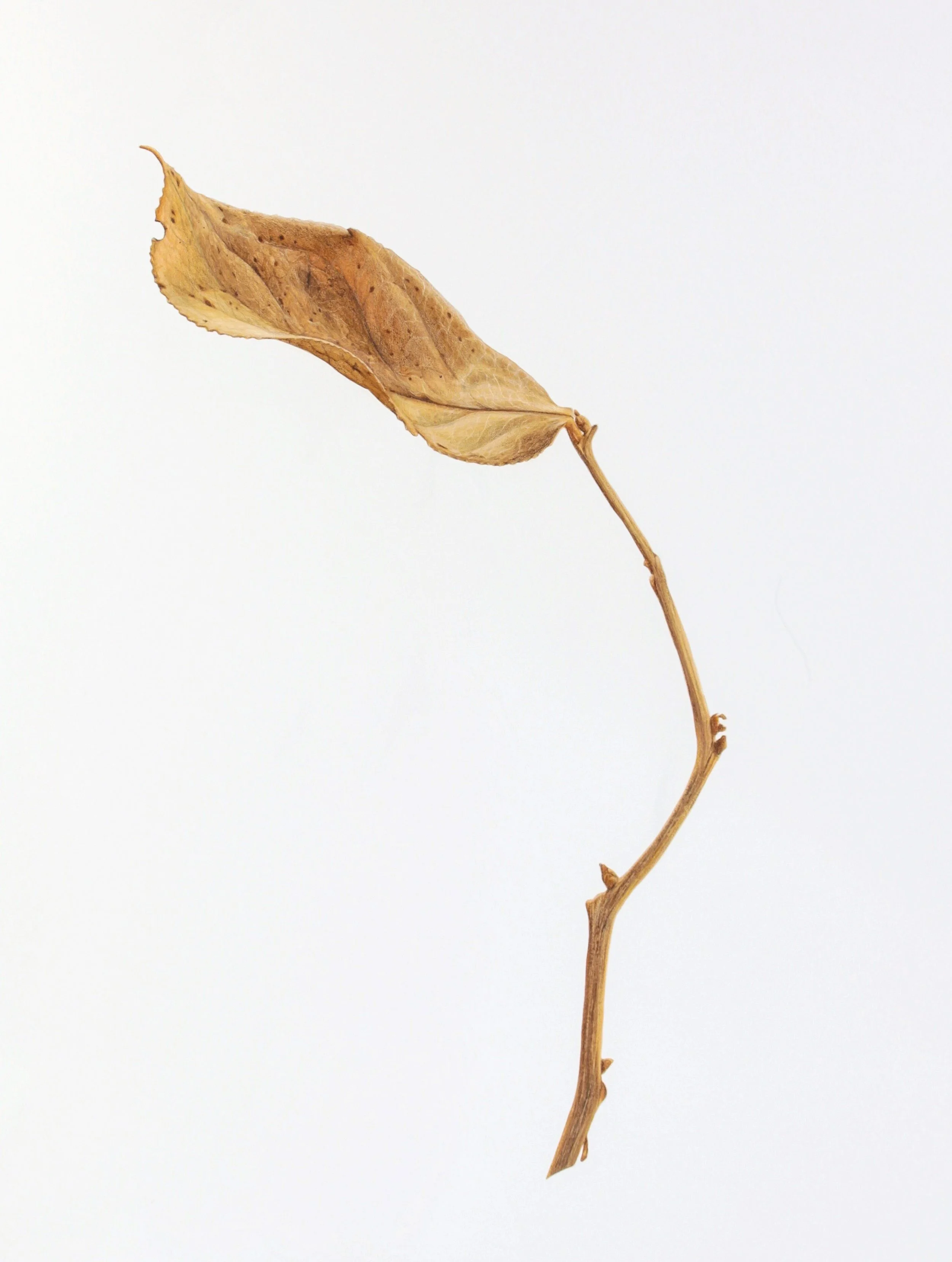 Untitled_Artwork-6.jpg