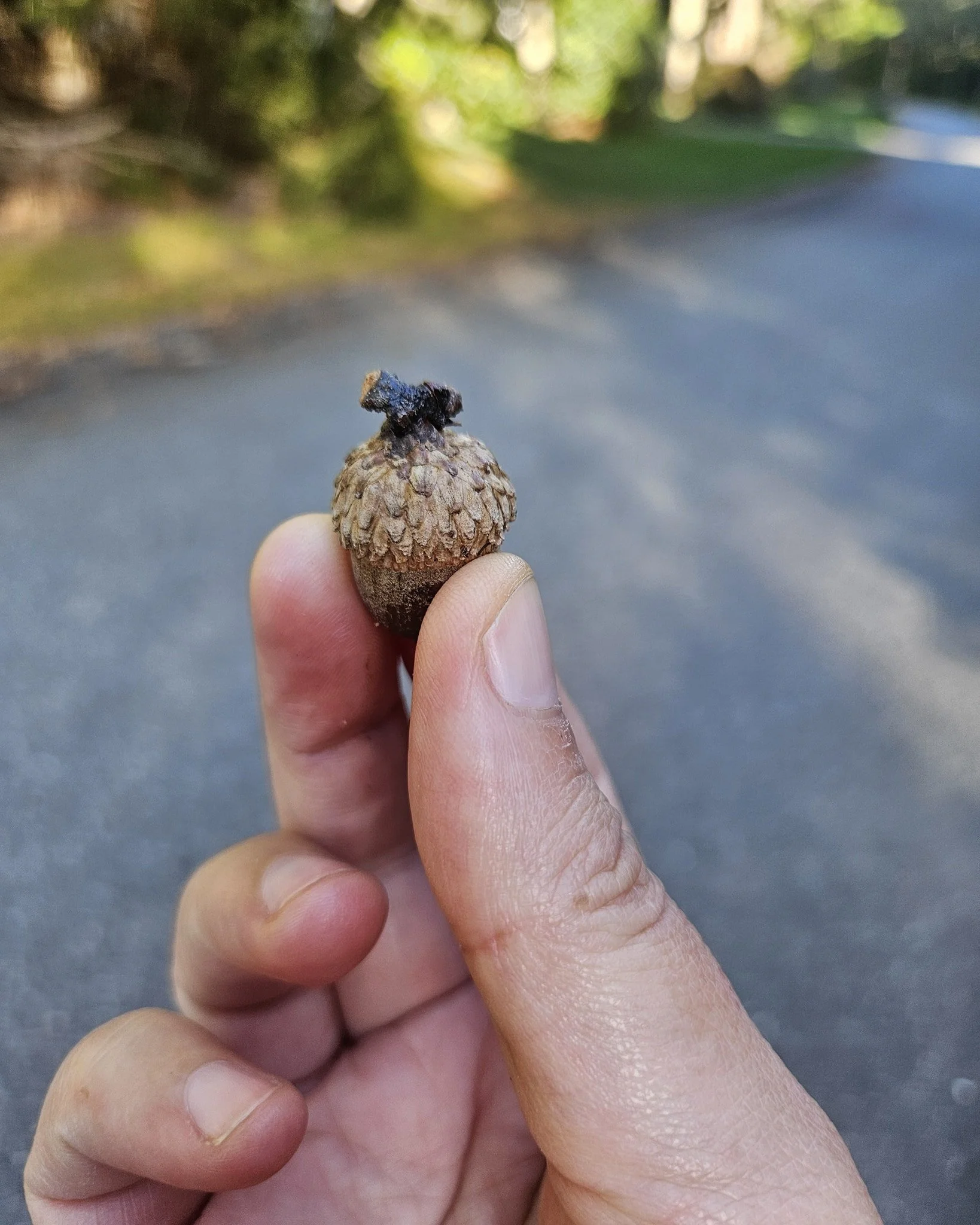 Its Acorn season! Isn't it magical??!! 
Also, I spotted this building full moon over the marsh!
#healingisallowed
