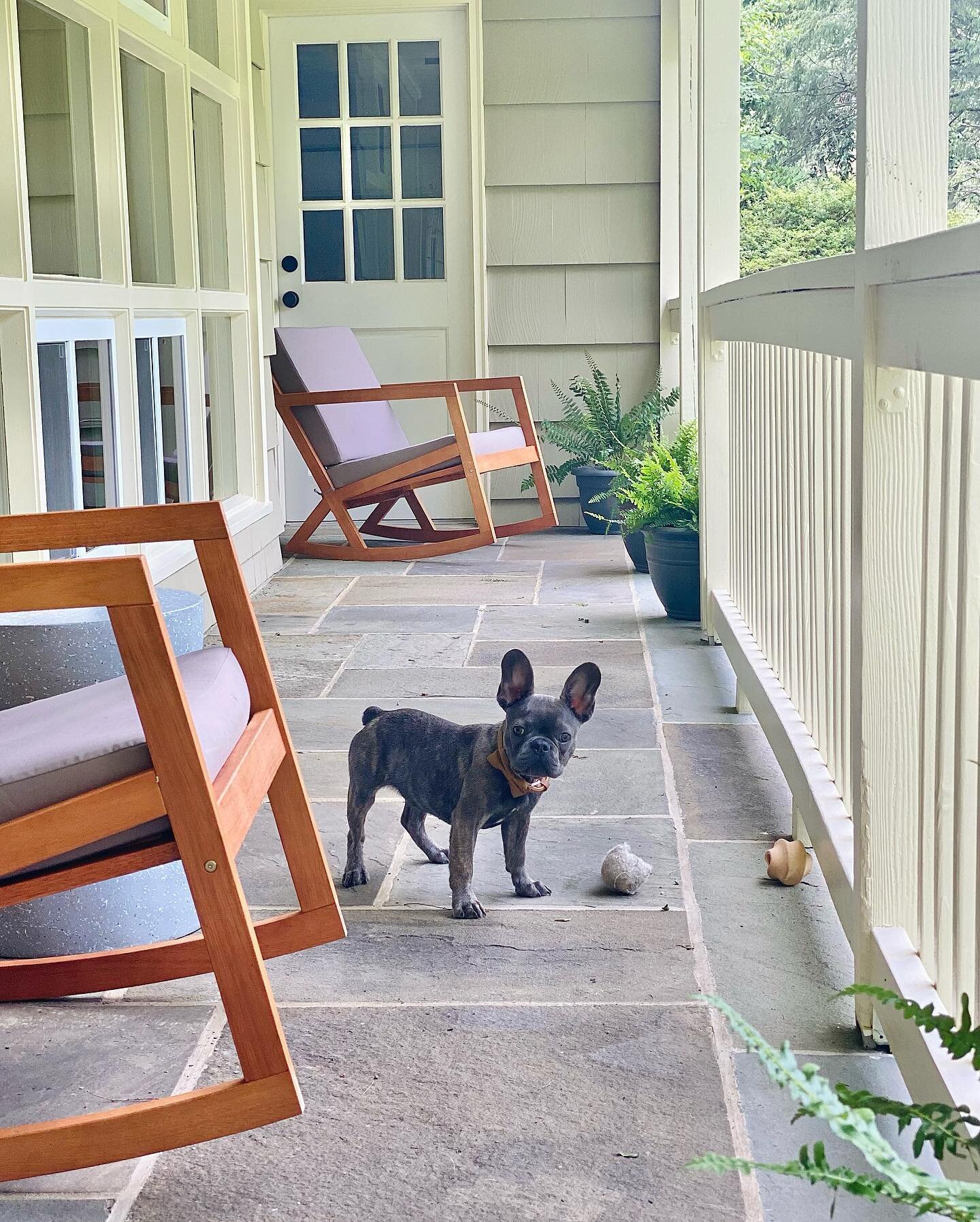 Country dog 🐶 
.
.
.
#frenchbulldog #frenchie #puppy #frenchiesofinstagram