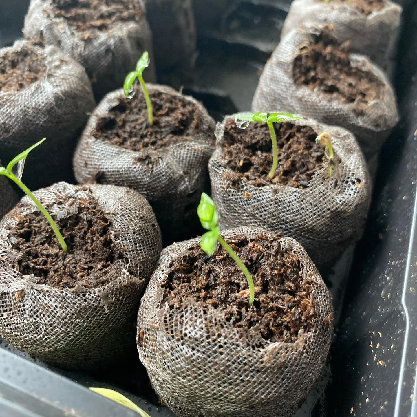 Everything&rsquo;s coming up Scotch Bonnets!
Some plants such as peppers and tomatoes need 6 to 8 weeks to grow from seedlings to be ready for the garden. It&rsquo;s a great idea to get started now.

#growyourown #hotpeppers #garden #springiscoming #