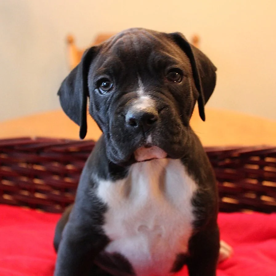 Shout out to our companions that have to endure the extra walks this year! 
Boxers are very rambunctious and playful as puppies, they grow up to be loyal members of the family. My family has been breeders of the these heart tuggers for over 40 years!