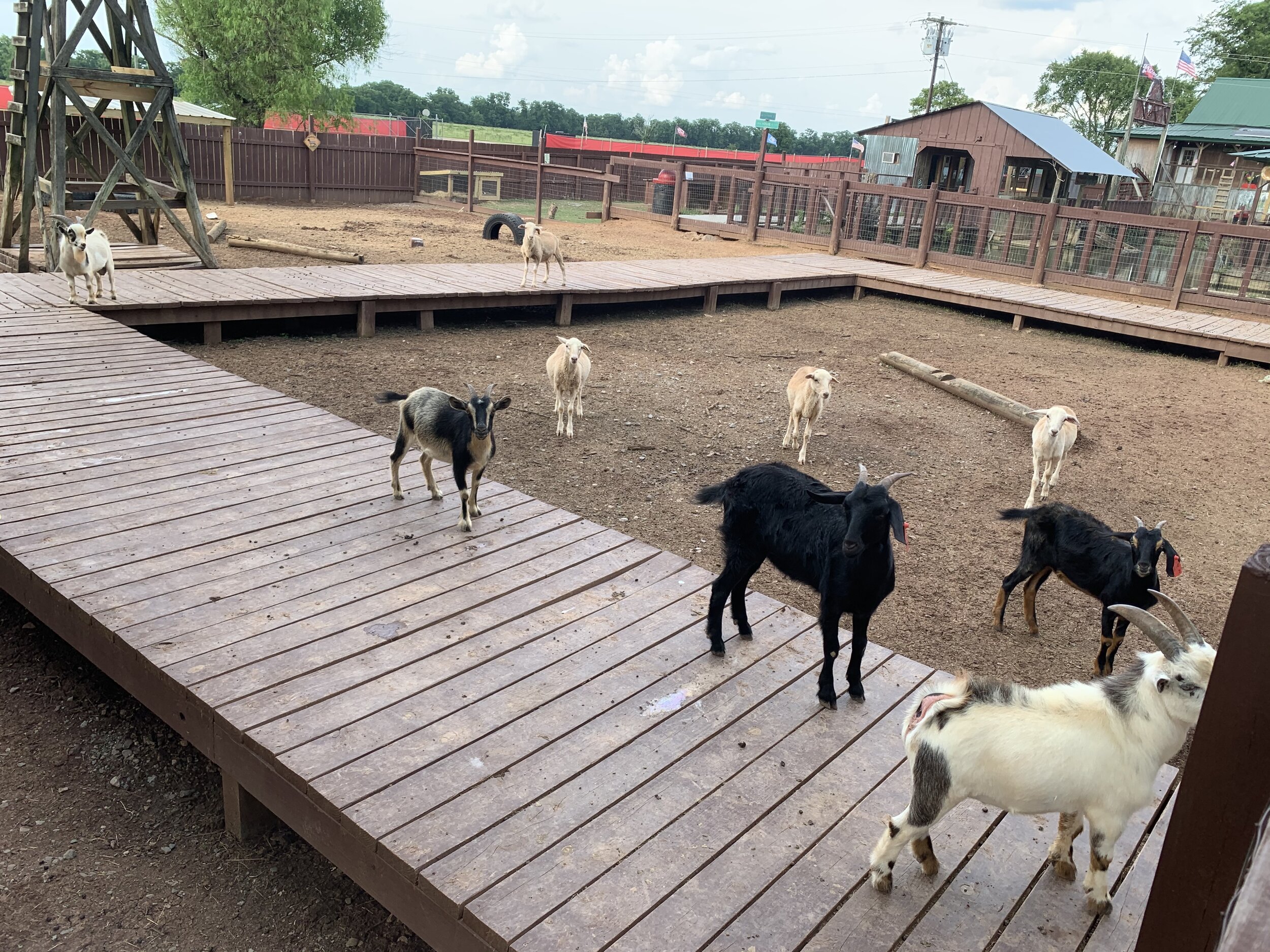 A petting zoo area with goats inside a fenced in enclosure. Some goats are standing on a wooden walkway, while others are on the dirt ground. There are wooden structures, a tire, and buildings in the background.