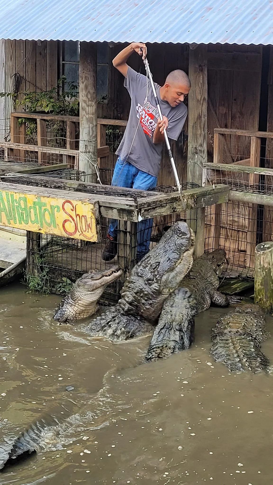 A young man scooping water from a pond with a long pole, surrounded by crocodiles and alligators, at an alligator show.
