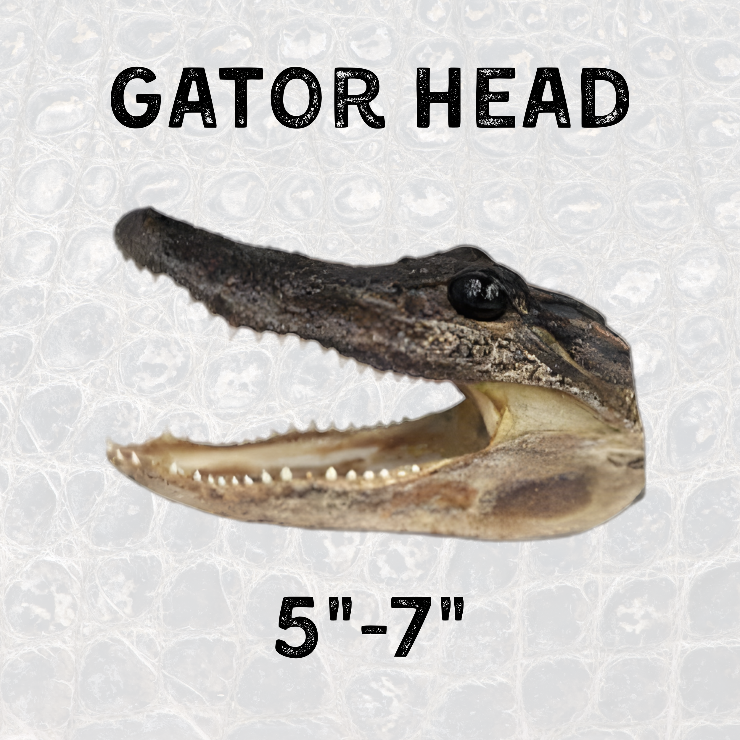 Small Gator Heads