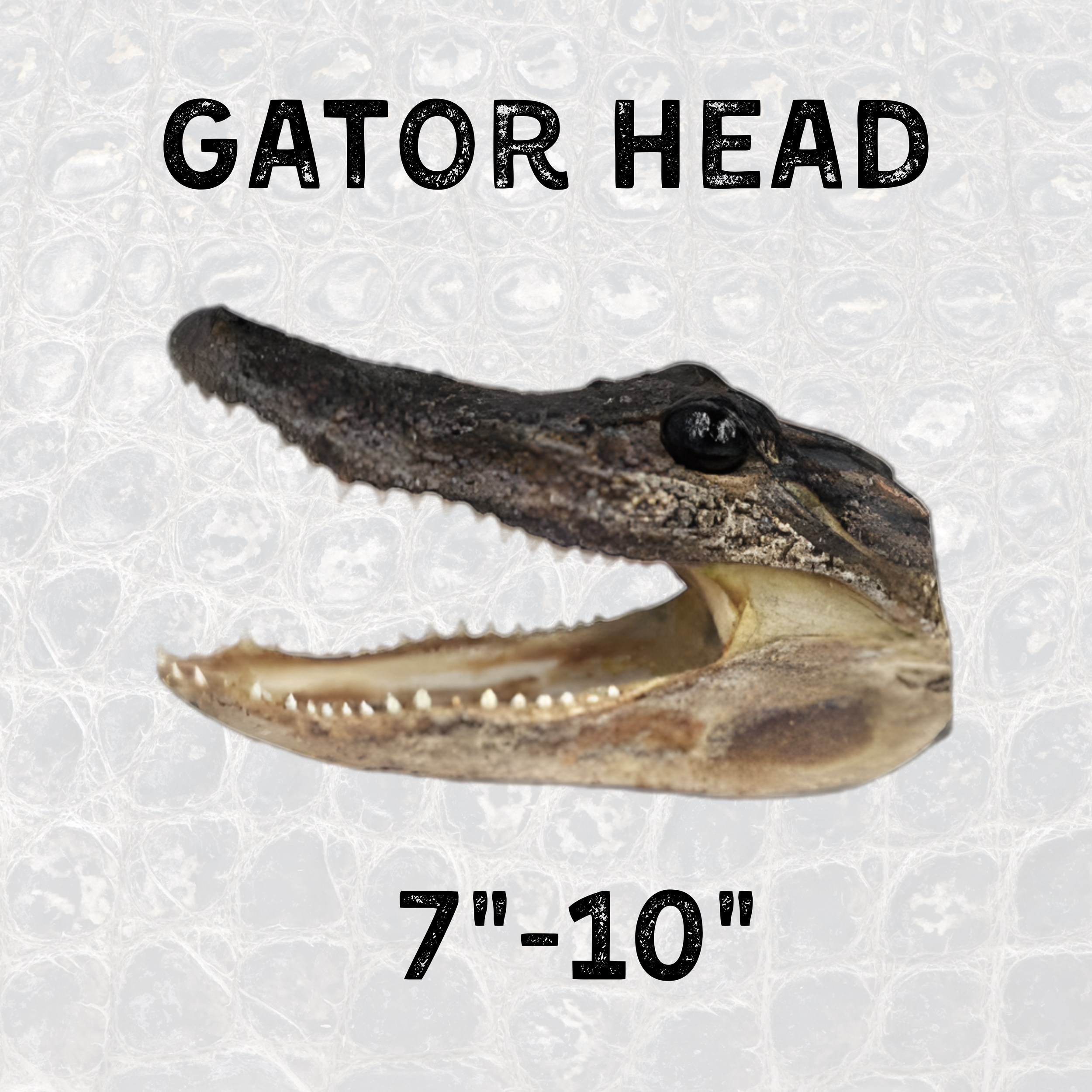 Medium Gator Heads