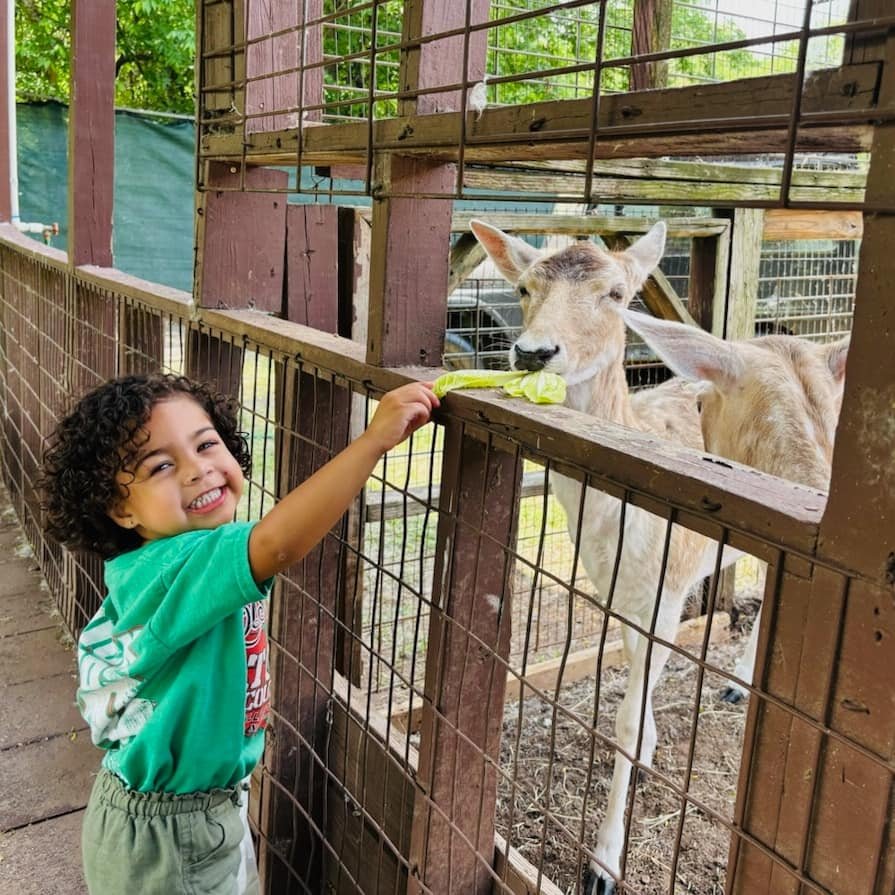 A young boy with curly hair in a green shirt feeding a goat at the zoo, with another goat behind.
