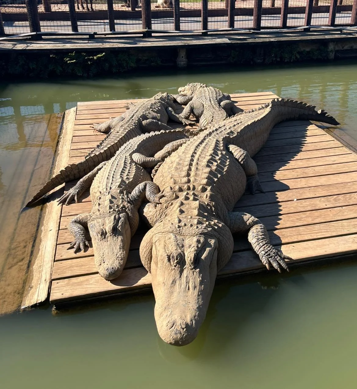 Multiple alligators resting on a wooden dock by water in a zoo or wildlife park.