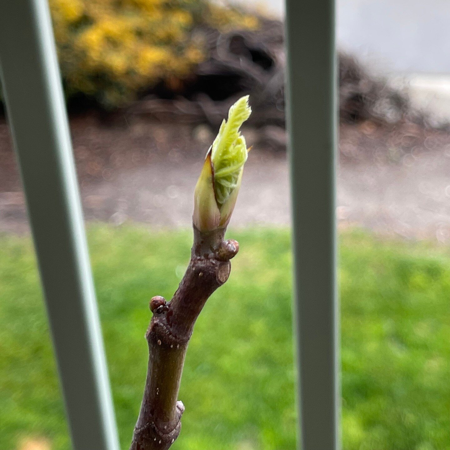 The first day of spring, and signs of life are everywhere. This little leaf baby from my fig tree has arrived right on time. ⁠
⁠
One of the great pleasures of writing ALICE&rsquo;S FARM, A RABBIT&rsquo;S TALE was imagining the journey through the sea